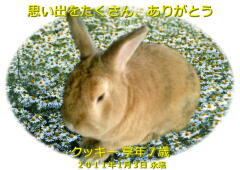 クッキーちゃんのメモリアル写真　ペット葬儀日：２０１１年１月４日　千葉県よりご依頼